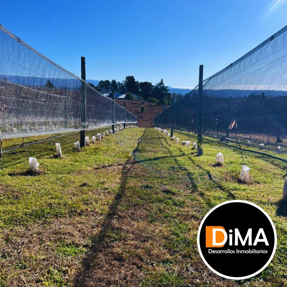 PROYECTO EN VENTA - CAMPO CON VIÑEDO, RESTAURANTE Y LOTES EN YACANTO DE CALAMUCHITA