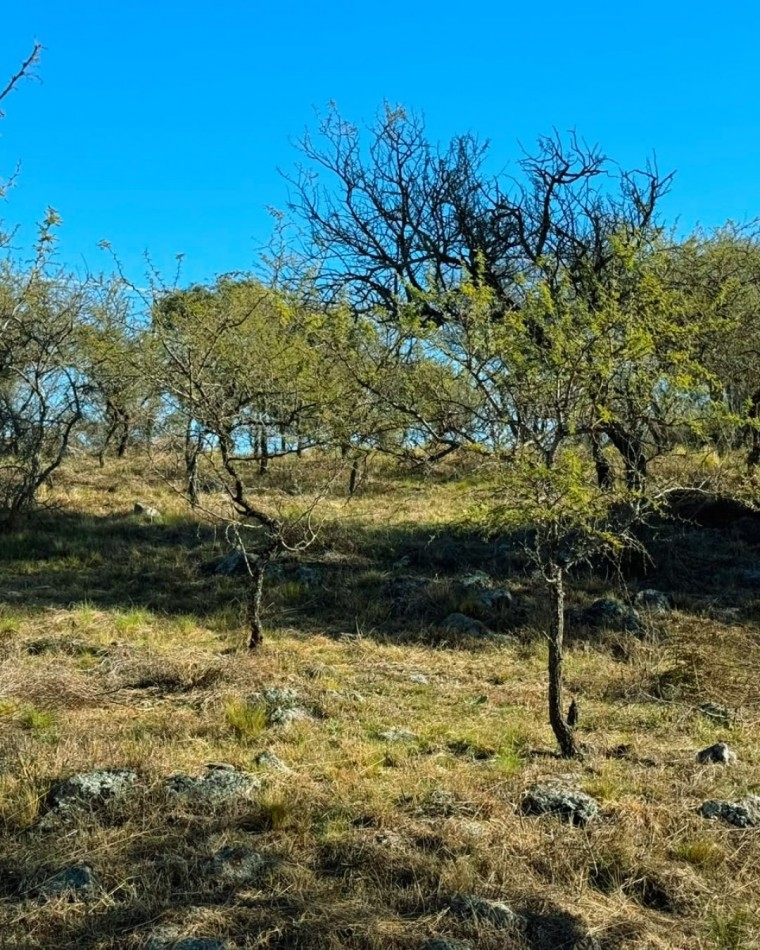 VENTA DE LOTE EN TIERRAS DEL SAUCE